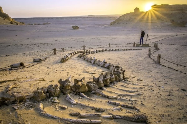 2 giorni di campeggio nel deserto a Wadi El Hitan dal Cairo