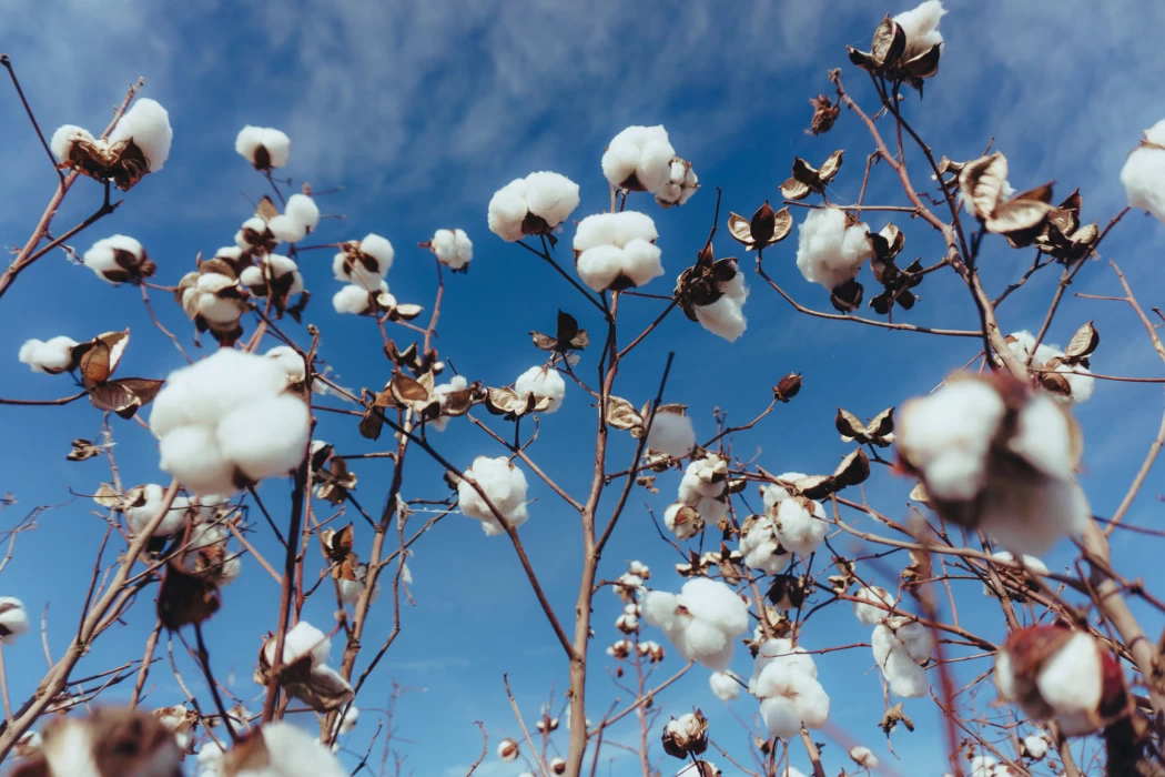 Facts about Egyptian Cotton