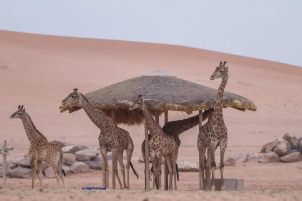 A Tour of Riyadh Wildlife Park