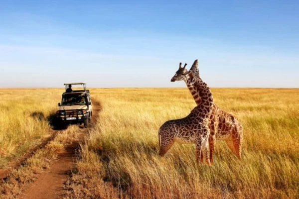 Eine beeindruckende Safari-Tour in Kenia