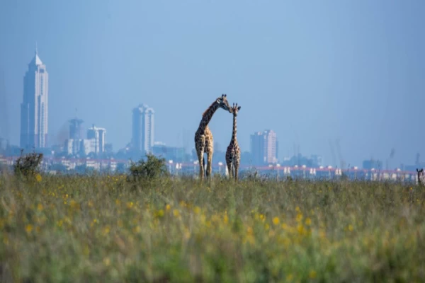 Eine phantastische Tour in Kenia