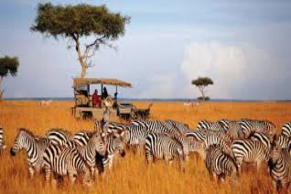 Eine wunderschöne Safari-Tour in Upendi